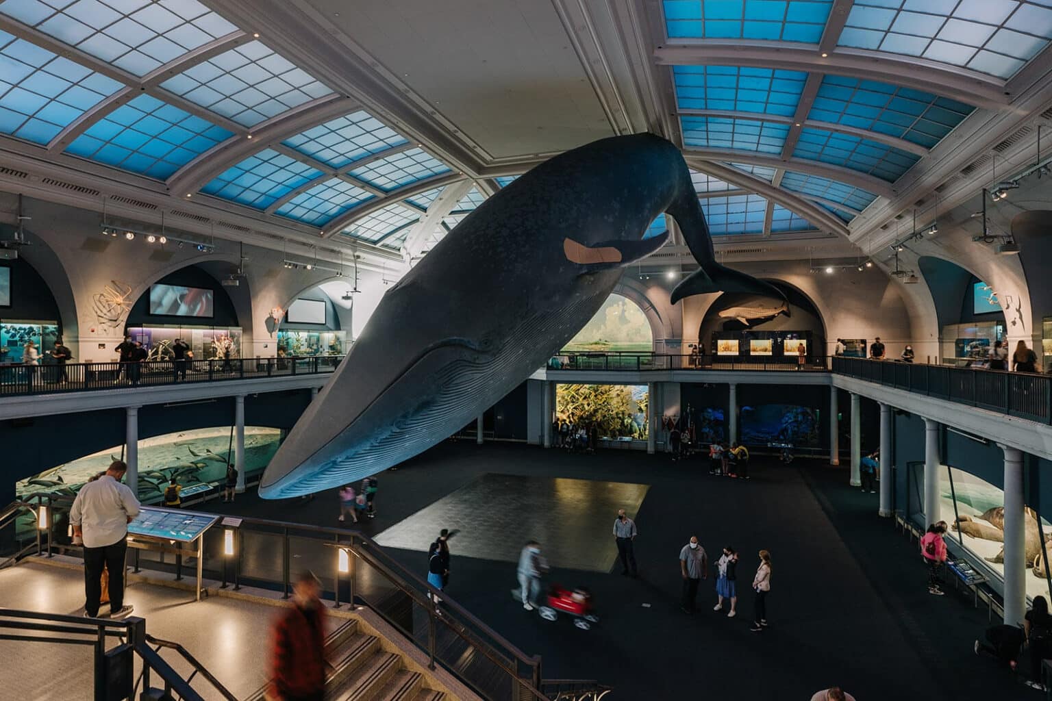 musee americain histoire naturelle 3