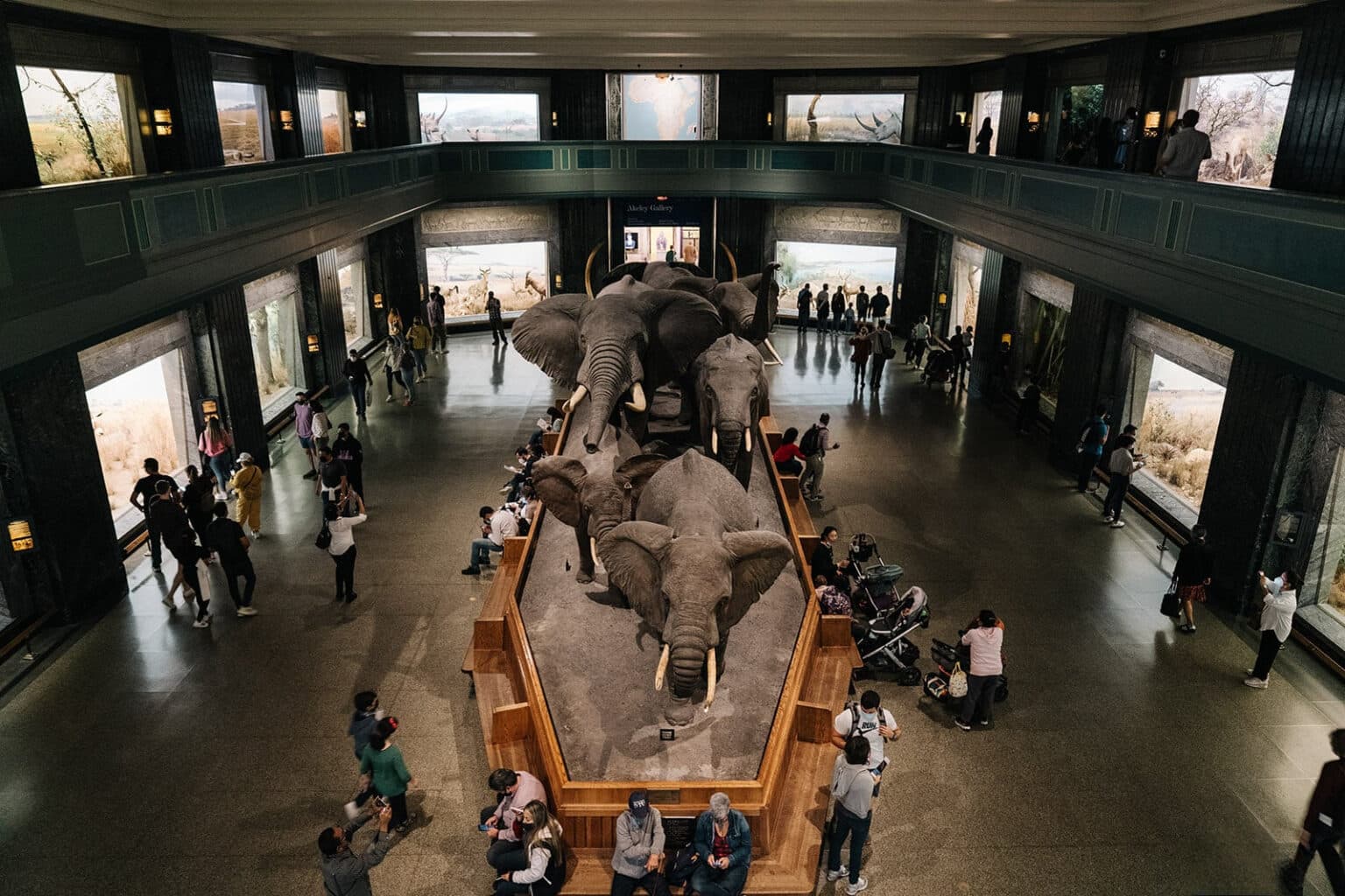 musee americain histoire naturelle 5