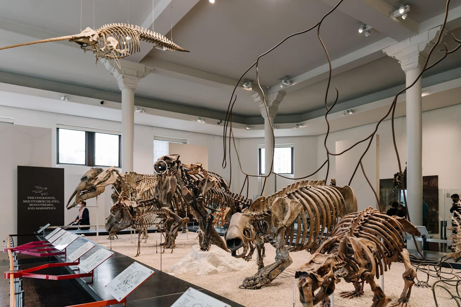 musee americain histoire naturelle 8