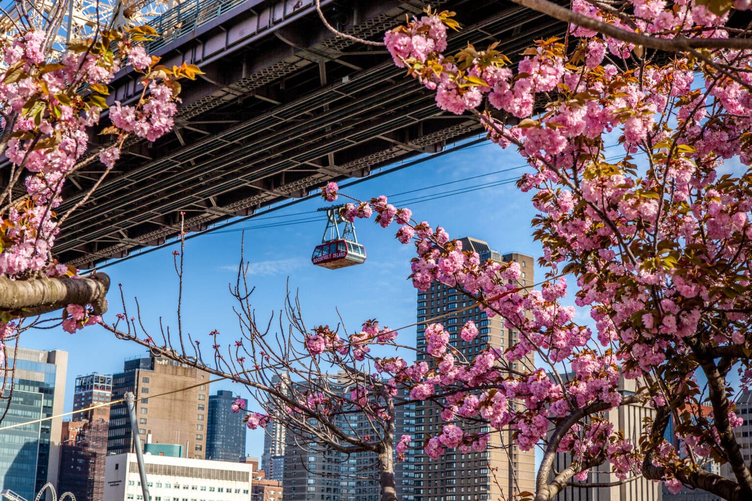 Cherry blossoms and tramway in Roosevelt Island