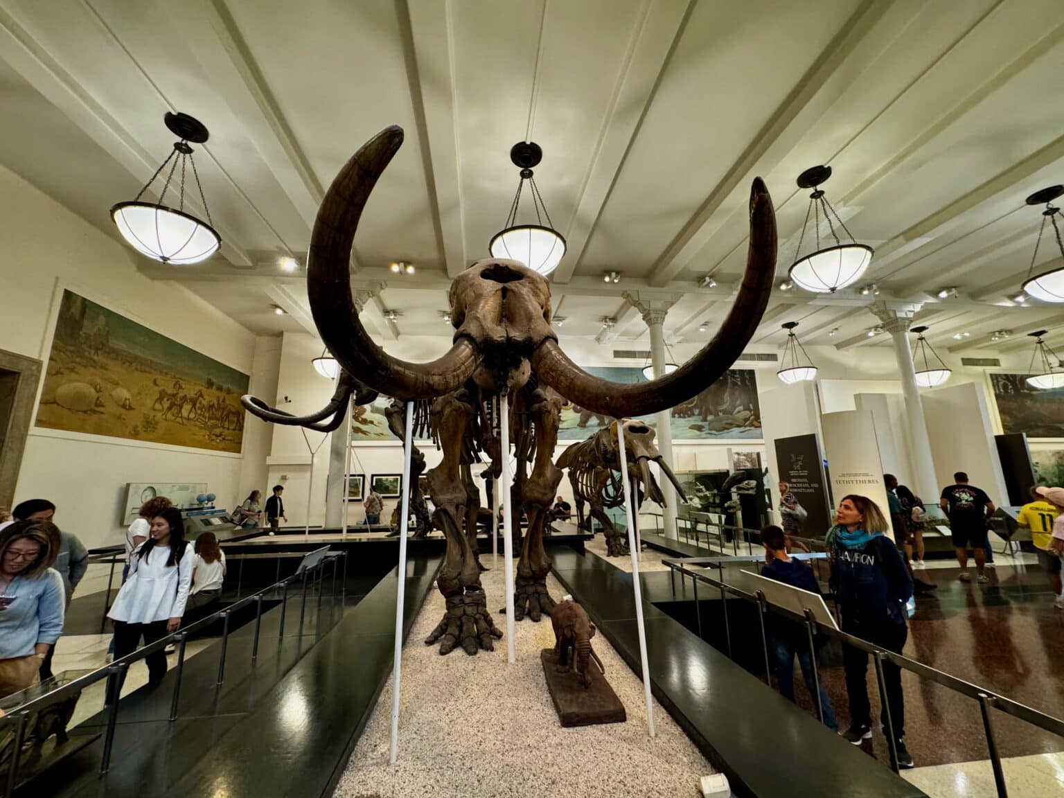 musee americain histoire naturelle 18
