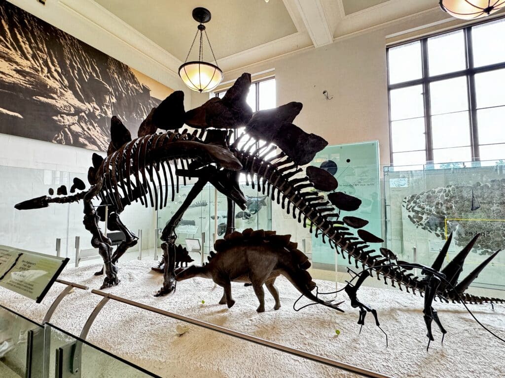 musee americain histoire naturelle 19