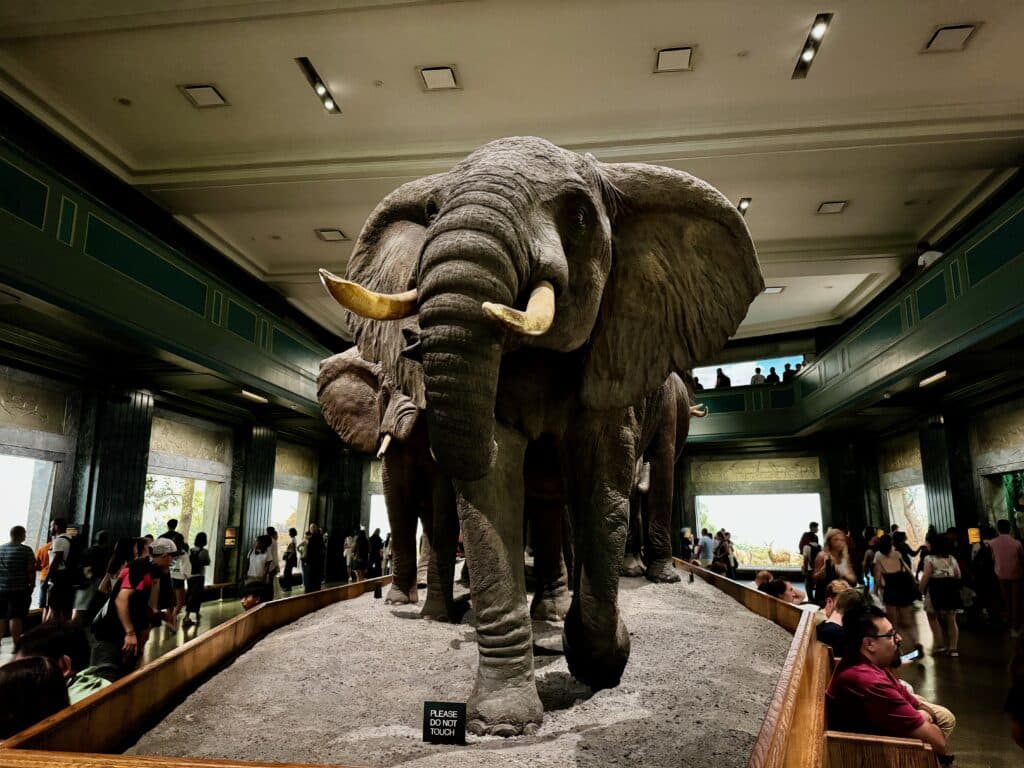 musee americain histoire naturelle 20