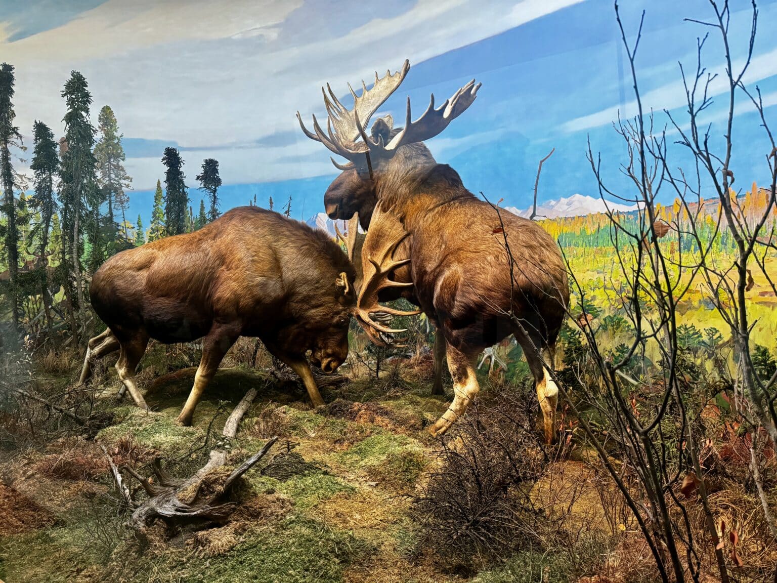 musee americain histoire naturelle 22