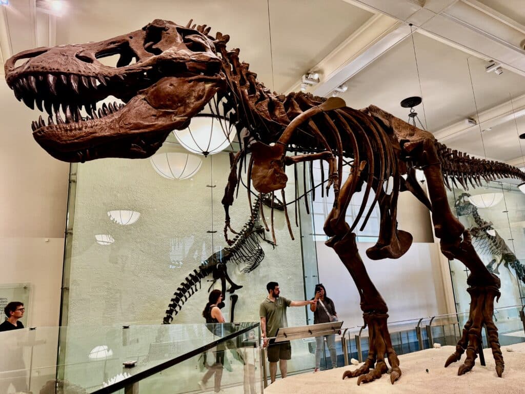dinosaure musee americain dhistoire naturelle